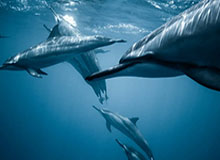 香港小将黄泽林美网创历史